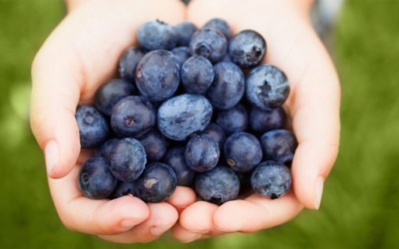 handful-of-blueberries-1502-498x286-800x500_c